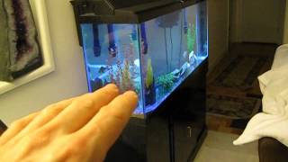 The easy way to breed Zebra Fish Danios  live footage [upl. by Angil]