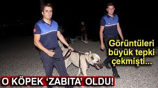 Aracın Arkasına Bağlanıp Sürüklenen Köpek Turizm Zabıtası Oldu [upl. by Jews]