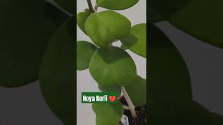 Discover Hoya Kerii The Sweetheart Hoya for Your Collection 🌿❤️ [upl. by Eisle]