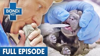 Two Cesarean Puppy Births In One Day 🐶  Bondi Vet Coast to Coast Season 3 Ep 8  Full Episode [upl. by Allerie]