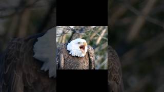 Bald Eagle Screech Sounds  Haliaeetus leucocephalus Sounds [upl. by Yntirb]