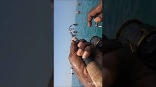 caught in shimano squidgies [upl. by Cirre]