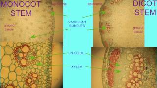 MONOCOT amp DICOT STEMS COMPARED [upl. by Winer218]