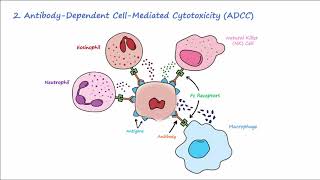 Type II Hypersensitivity  Mechanisms Described Concisely [upl. by Erastatus664]