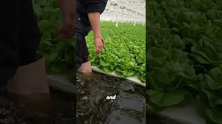 Part 208Fresh Veggies Grown Without Soil [upl. by Issej]