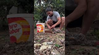 😱 NÃO ACREDITO ELE FEZ UMA CIRURGIA SOZINHO 🤯 viralvideo shortvideo galo [upl. by Tonnie625]