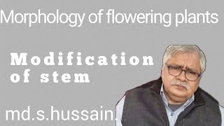 Modification of stem modified stem  Morphology of flowering plants11thNCERT [upl. by Nomit]