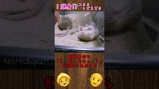 【最小】👵1頭身！？コミミトビネズミについて解説❤ shorts ゆっくり解説 雑学 動物 生き物 [upl. by Ahens]