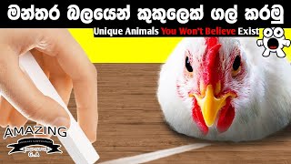 සතුන්ගේ ඔබ හීනෙකින්වත් නොහිතපු අරුම පුදුම දේවල් Abirahas Gaweshanaya [upl. by Spillar]