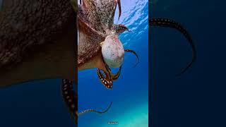 Octopus blood fact in Hindi facts octopus shorts [upl. by Esilrahc752]