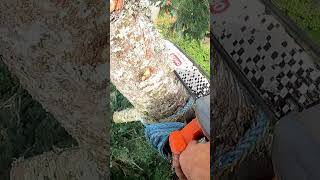 Chopping tops with an electric chainsaw treeworker [upl. by Gasser]