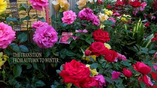 【4K Orchids Mums and roses】The transition from autumn to winter秋から冬の花へ。rose mums orchid [upl. by Ladd]