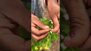 Emasculation and Pollination in Tomato [upl. by Cornell]