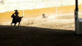 Charreades  Mexican Rodeo  Bull Throwing [upl. by Tiler]