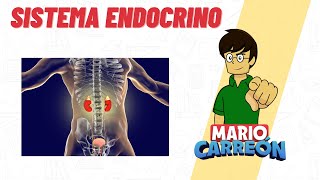 Sistema Endocrino 🧠 [upl. by Zeitler]