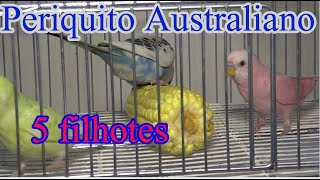 Periquito Australiano com 5 filhotes  criação perfeita [upl. by Akiemehs]