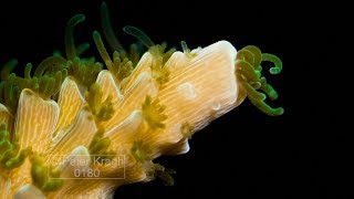 Time lapse of staghorn hard coral growing close up of polyps [upl. by Jamil961]