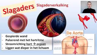 Bloedvaten  Thema transportBioDam video 3 van 5 [upl. by Cathlene]