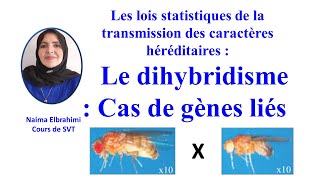 SVTBacBiof lois statistiques de la transmission des caractères Dihybridisme  Cas de gènes liés [upl. by Dede]