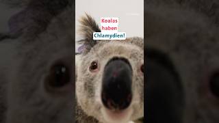 Australien Koalas bekommen Chlamydien [upl. by Seton943]