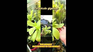 Pinguicula gigantea the biggest butterwort in the world plants garden terrarium biology nature [upl. by Jermain696]