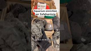 Aquarium einrichten nach Zufallsprinzip aquarium aquascape aquaristik aquariumhobby [upl. by Howlan553]