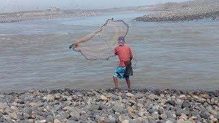 Pesca con ATARRAYA  Pesca de Grandes CAMARONES [upl. by Edahsalof150]