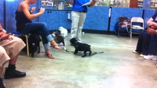 Puppy training class at Petsmart Level 1 [upl. by Ydnir607]