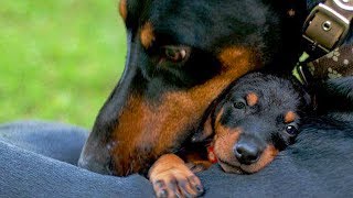 Mother Dogs Protecting Their Babies Compilation [upl. by Iclek]