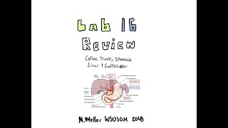 Gross Anatomy  Lab 16 Celiac Trunk Stomach Liver amp Gallbladder Review [upl. by Tower435]