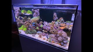 Red Sea Reefer 250 Tank Tour and Equipment [upl. by Hpseoj]