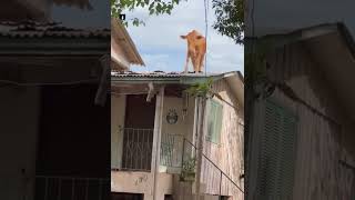 quot¿Una Vaca en el Tejado 🐄 Lo que Sucedió en Brasil Te Sorprenderáquot humor vaca brasil casa [upl. by Einuj]