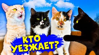 Последние дни спасенного котенка с нашими домашними животными  SANI vlog [upl. by Gastineau]