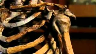 Neanderthals Human Extinction BBC Documentary [upl. by Nnaharas500]