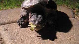 Snapping Turtle Leaping [upl. by Ifen]