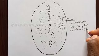 How To Draw A Diagram of Metaphase Stage of mitosis in an animal cell having quot6quot Chromosomes [upl. by Enyrehtak96]