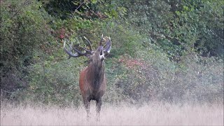 Brame du cerf en Sologne  HD 2024 [upl. by Repsihw]