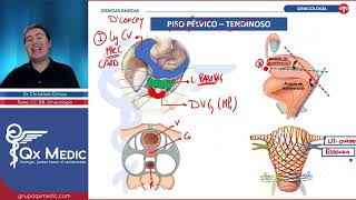 LAS FIJAS Anatomía Embriología Ginecología [upl. by Cower]