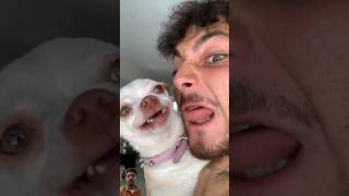 niki dog nikiedit funny nikiangry chihuahua nikilive humor nikiandted pets [upl. by Janith124]