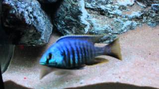 Placidochromis sp Jalo Reef [upl. by Swihart798]