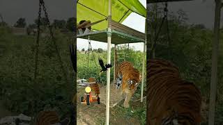 fFight between tiger and bird tiger animals [upl. by Tyika]