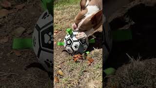 Heinz Wants the Dog Soccer Ball with Straps [upl. by Zebulon]