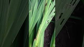 Flowering time of GladiolusRepoting with new soil mixture🌱 [upl. by Ayarahs]