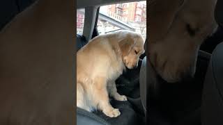 Episode 32  funny dogs 🤣🤣dog dogs funnydogs funnypetsmoments funnyvideo foryou [upl. by Lapham]