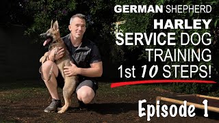 First Ten Steps When Training A Service Dog [upl. by Ursuline339]