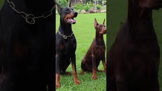 Der mächtige Dobermann  Vom Steuereintreiber zur Legende doberman hund tiere tierliebe dogs [upl. by Salita66]