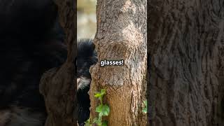 Spectacled Bear The Mysterious Bear of the Andes 🏞️🐻 shorts curiosphere [upl. by Kennard824]