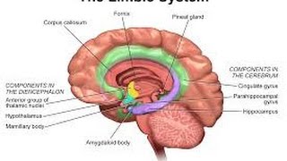 2014 Personality Lecture 16 Extraversion amp Neuroticism Biology amp Traits [upl. by Kciwdahc]