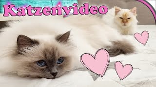 KATZENVIDEO 🐱 Das ist gerade los 💕 [upl. by Nnyl]