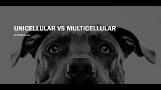 CELL BIOLOGY Unicellular VS Multicellular [upl. by Andonis]